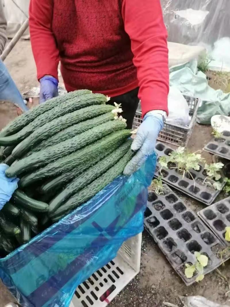 河南密刺黄瓜，油瓜，扶贫示范基地，精挑细选，次坏包赔