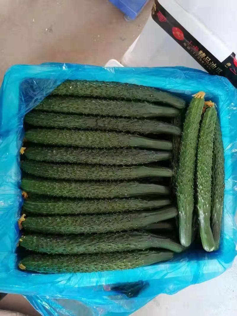 河南密刺黄瓜，油瓜，扶贫示范基地，精挑细选，次坏包赔