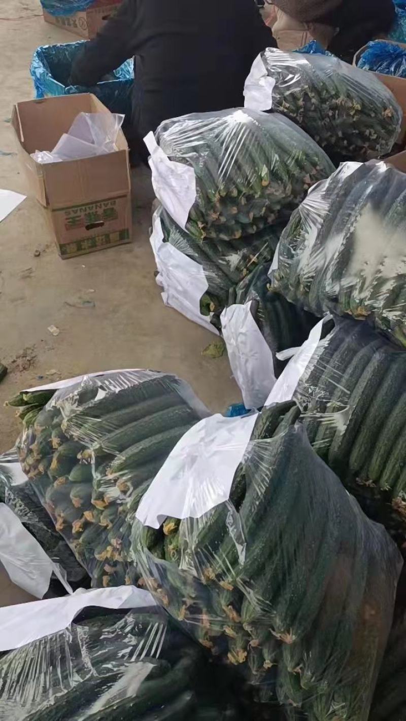河南密刺黄瓜，油瓜，扶贫示范基地，精挑细选，次坏包赔