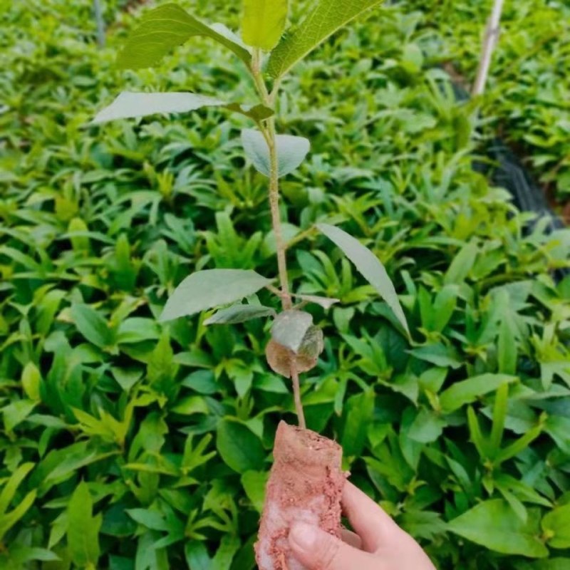 五指毛桃苗五指毛桃树苗南方庭院种植苗好种易活带土