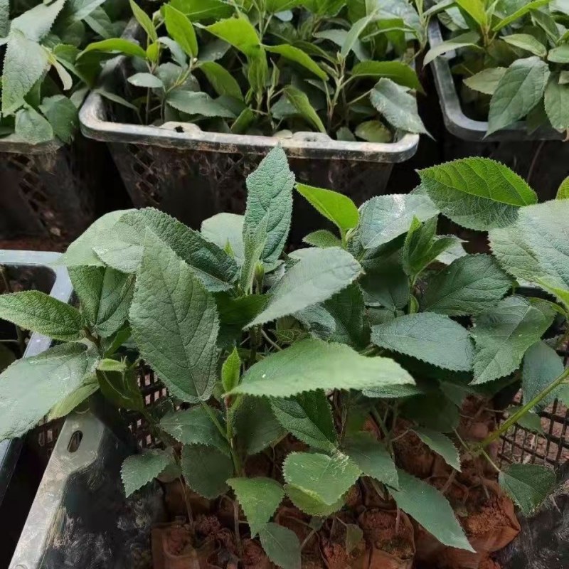 五指毛桃苗五指毛桃树苗南方庭院种植苗好种易活带土