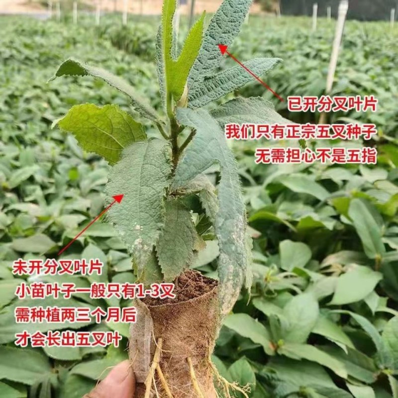 五指毛桃苗五指毛桃树苗南方庭院种植苗好种易活带土
