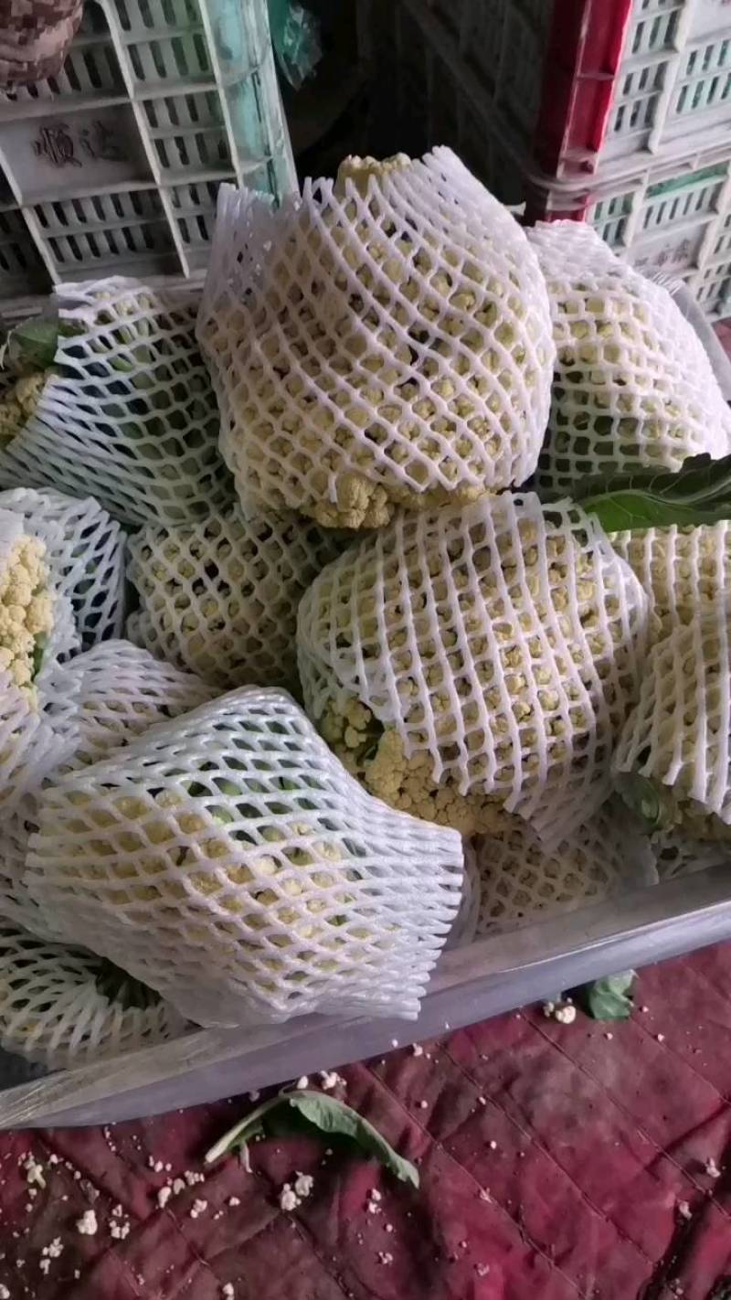 山东大棚西葫芦大量上市。产地直销交通方便。价格便宜