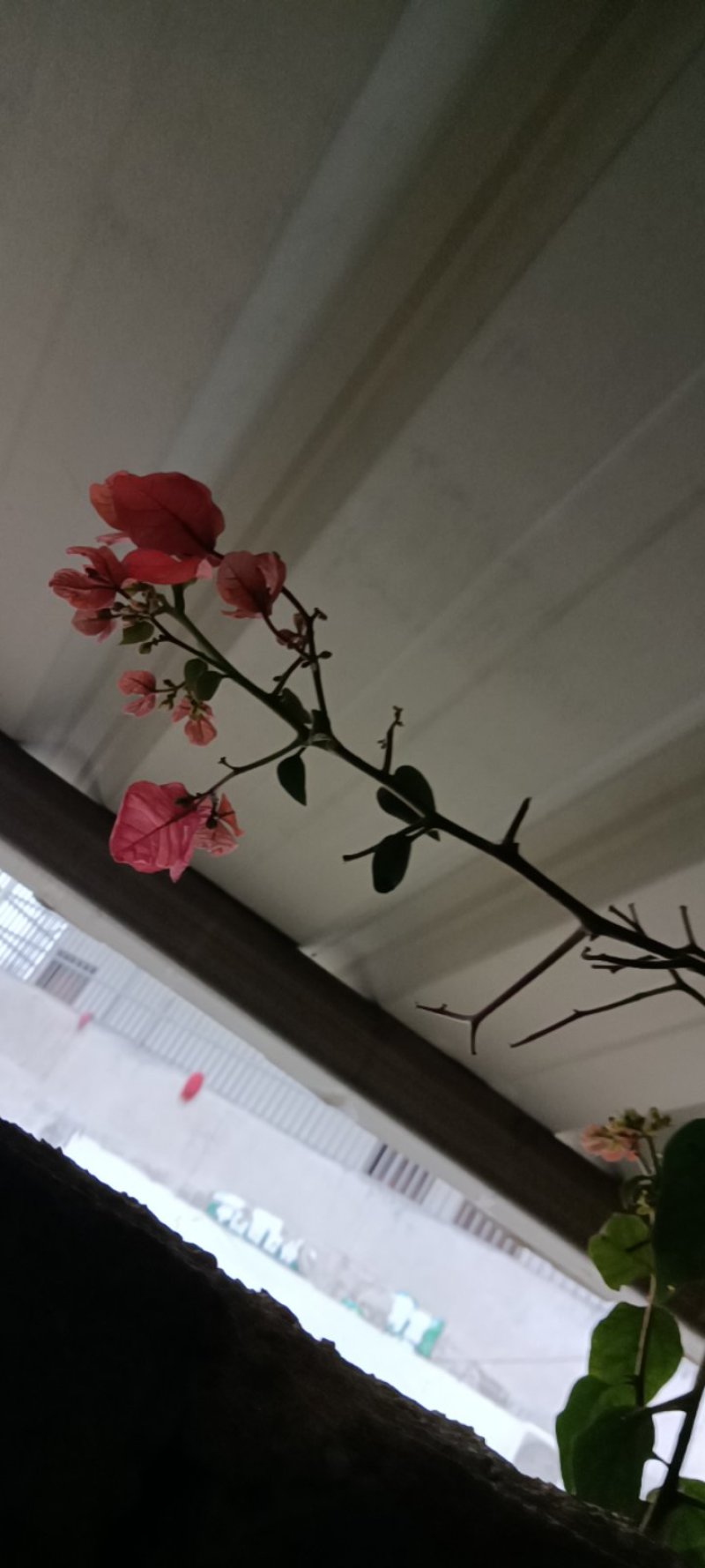 农民自种培育的兰花苗，美化环境3苗连体为—件包邮。