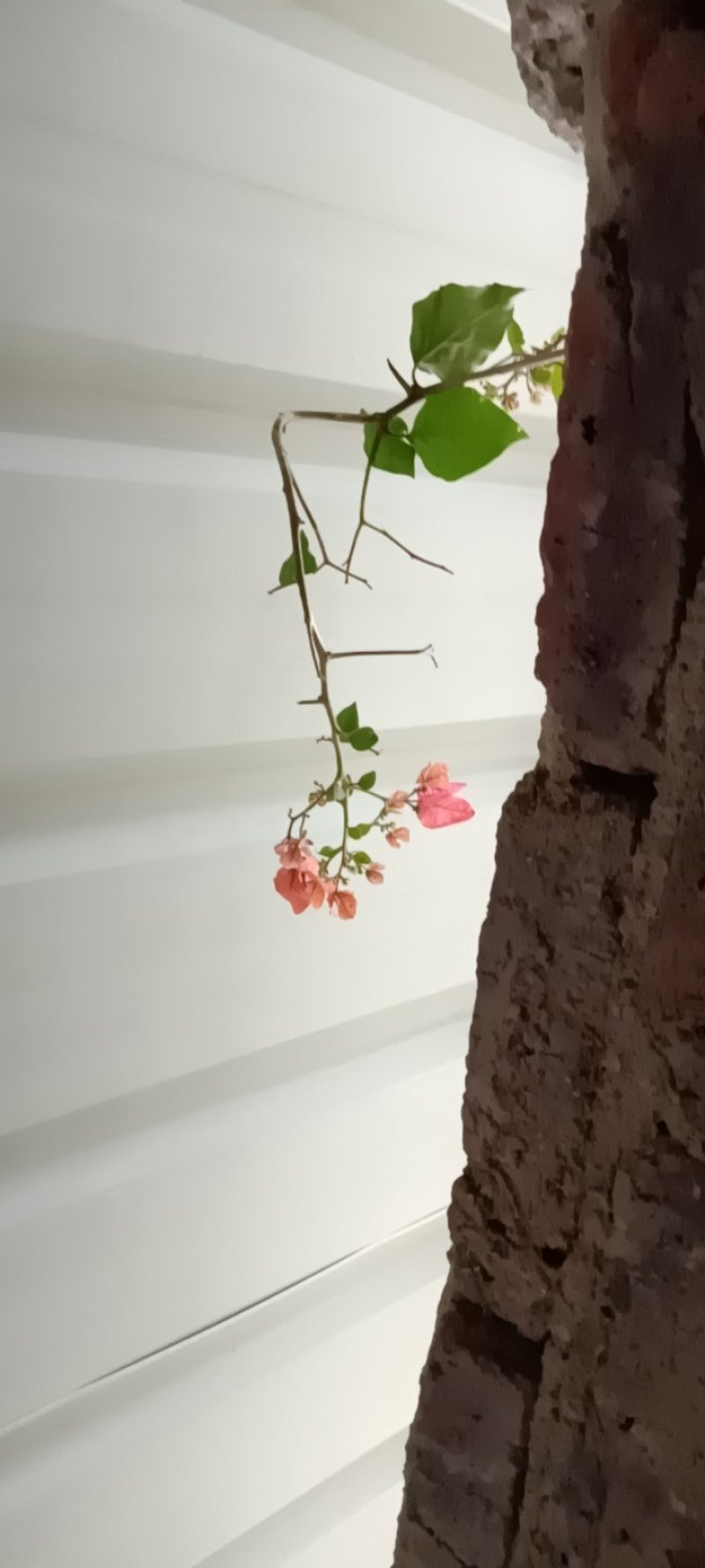 农民自种培育的兰花苗，美化环境3苗连体为—件包邮。