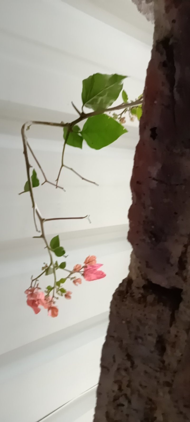 农民自种培育的兰花苗，美化环境3苗连体为—件包邮。