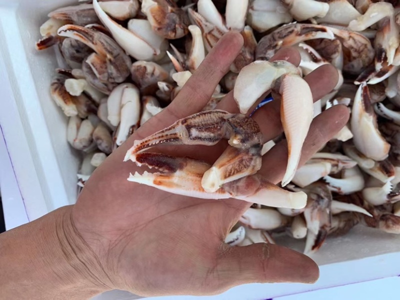 大号沙蟹钳，小号沙蟹钳价格便宜
