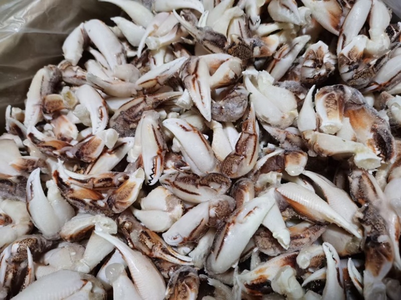 大号沙蟹钳，小号沙蟹钳价格便宜