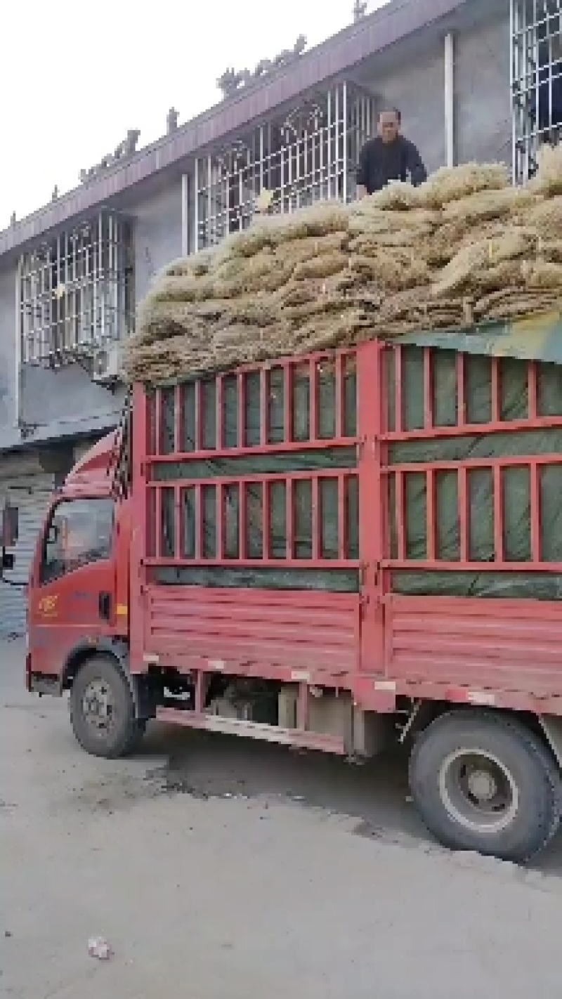 红薯粉条专用于酸辣粉炒菜一手货源质量保证欢迎采购