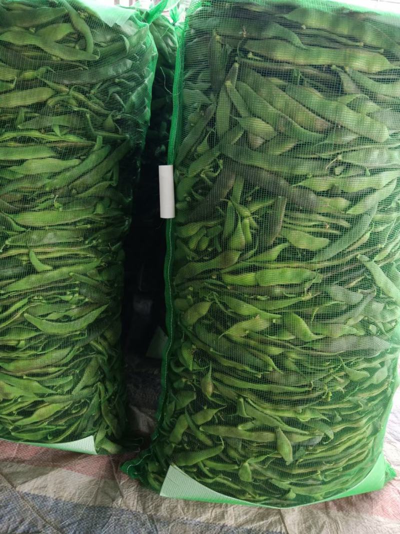 【牛商推荐】山东单县油豆角全国发货协助找车打包