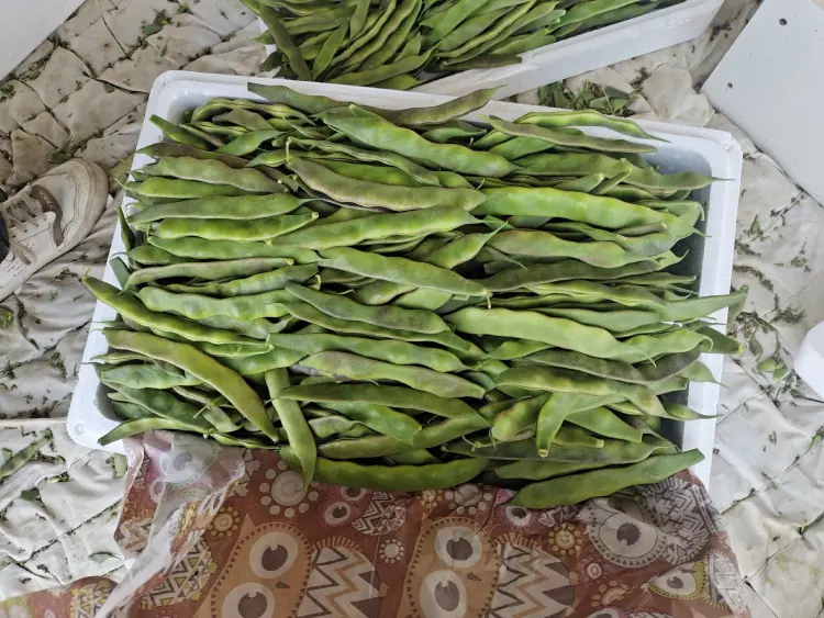 油豆角批发]【牛商推荐】山东单县油豆角全国发货协助找车打包