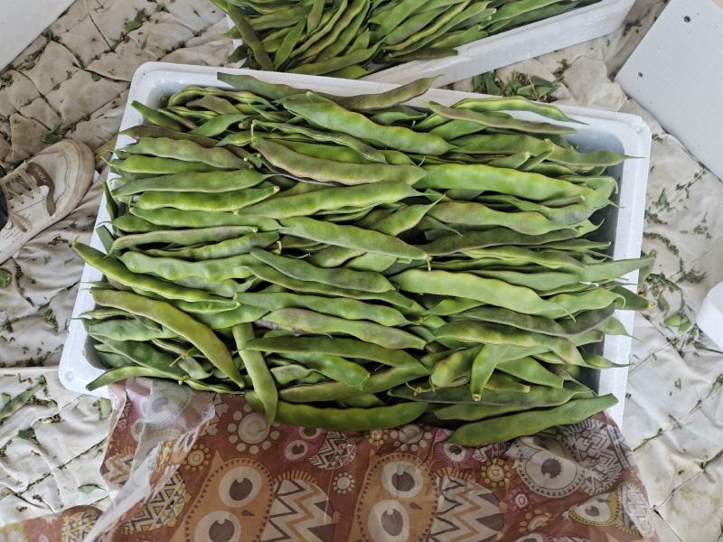 【牛商推荐】山东单县油豆角全国发货协助找车打包