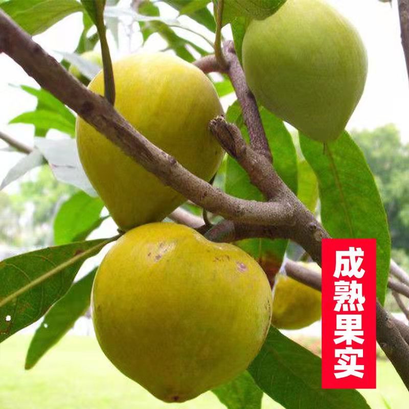 广西正宗蛋黄果苗基地直发南方庭院盆栽地栽种植耀堂仙桃苗带