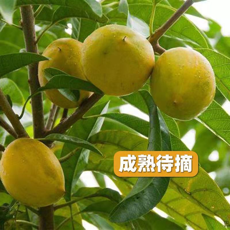广西正宗蛋黄果苗基地直发南方庭院盆栽地栽种植耀堂仙桃苗带