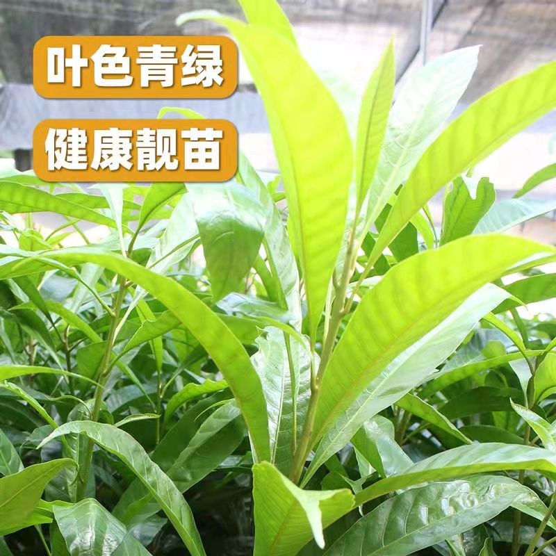 广西正宗蛋黄果苗基地直发南方庭院盆栽地栽种植耀堂仙桃苗带