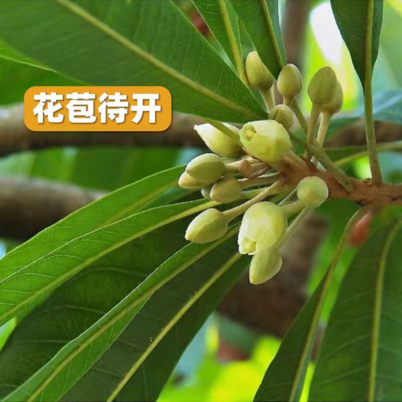 广西正宗蛋黄果苗基地直发南方庭院盆栽地栽种植耀堂仙桃苗带