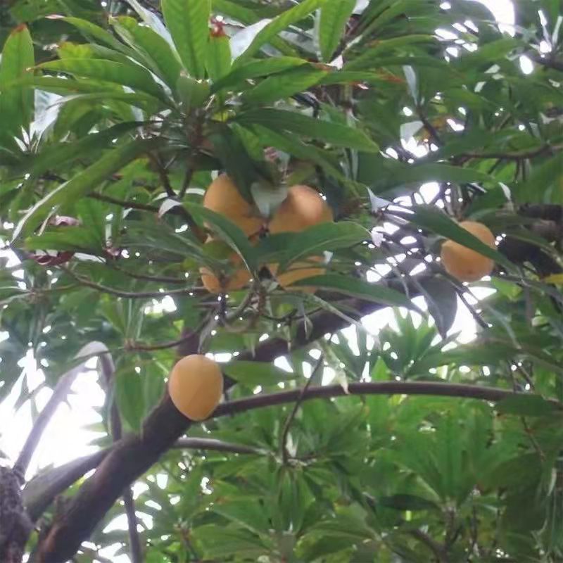广西正宗蛋黄果苗基地直发南方庭院盆栽地栽种植耀堂仙桃苗带