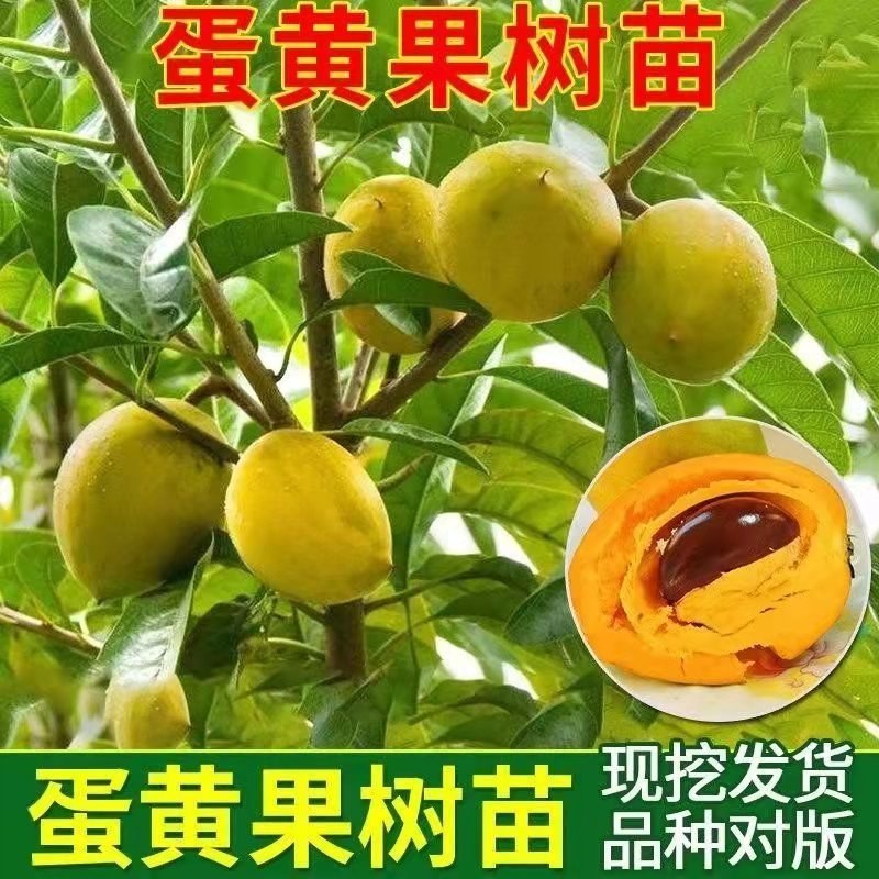广西正宗蛋黄果苗基地直发南方庭院盆栽地栽种植耀堂仙桃苗带