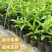 广西正宗蛋黄果苗基地直发南方庭院盆栽地栽种植耀堂仙桃苗带