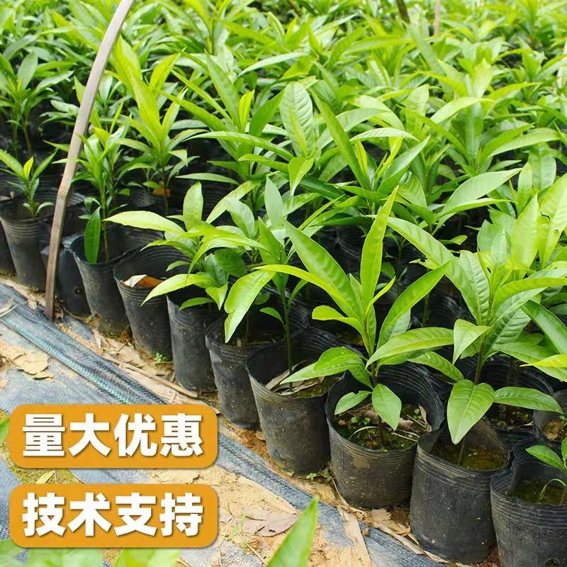 广西正宗蛋黄果苗基地直发南方庭院盆栽地栽种植耀堂仙桃苗带