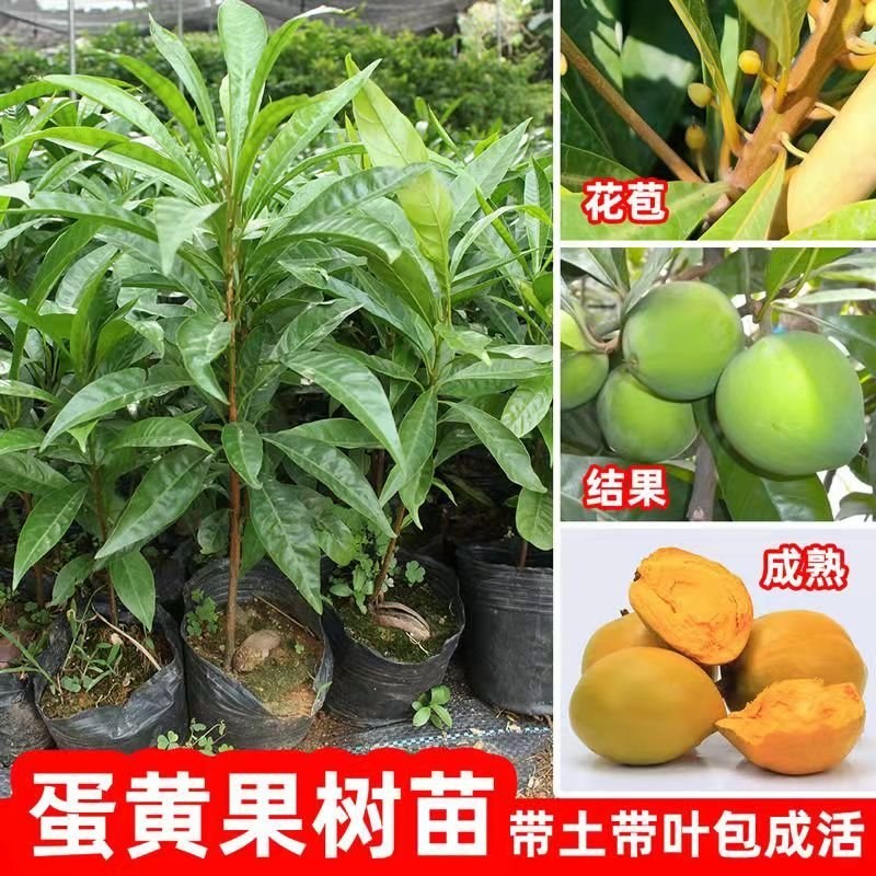 广西正宗蛋黄果苗基地直发南方庭院盆栽地栽种植耀堂仙桃苗带