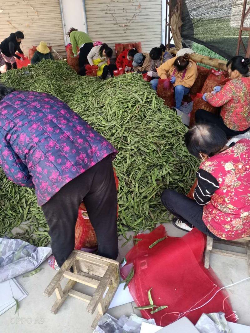 【牛商推荐】山东单县油豆角全国发货协助找车打包