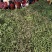 【牛商推荐】山东单县油豆角全国发货协助找车打包