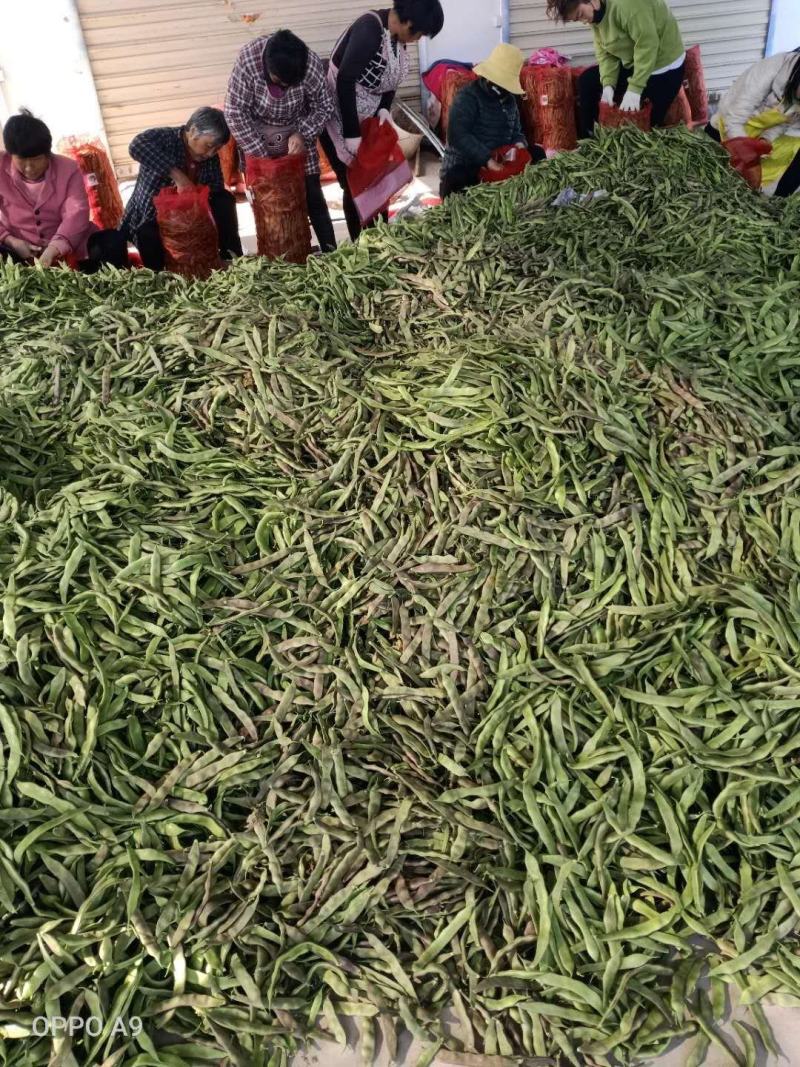 【牛商推荐】山东单县油豆角全国发货协助找车打包