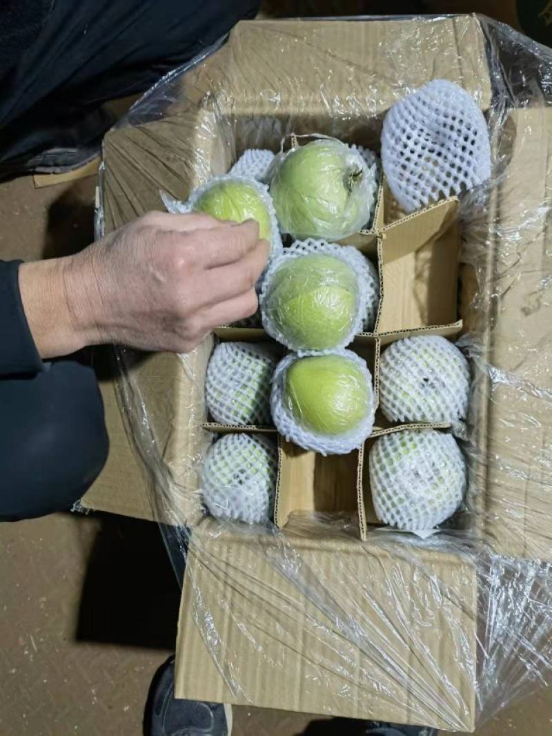 新鲜青苹果70以上不封顶，膜袋果，鲜果，客商存高山货