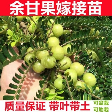 广西余甘果苗油甘子苗牛甘子果树苗大果油甘果树苗地栽盆