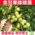 广西余甘果苗油甘子苗牛甘子果树苗大果油甘果树苗地栽盆