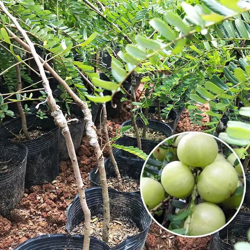 广西余甘果苗油甘子苗牛甘子果树苗大果油甘果树苗地栽盆