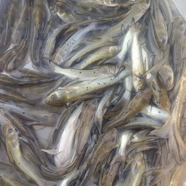 叉尾鮰鱼苗，江丰壹号，源头直供，可现场或视频看货。