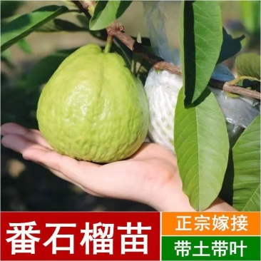 番石榴苗芭乐树苗台湾珍珠番石榴白心红心嫁接苗四季当年带土