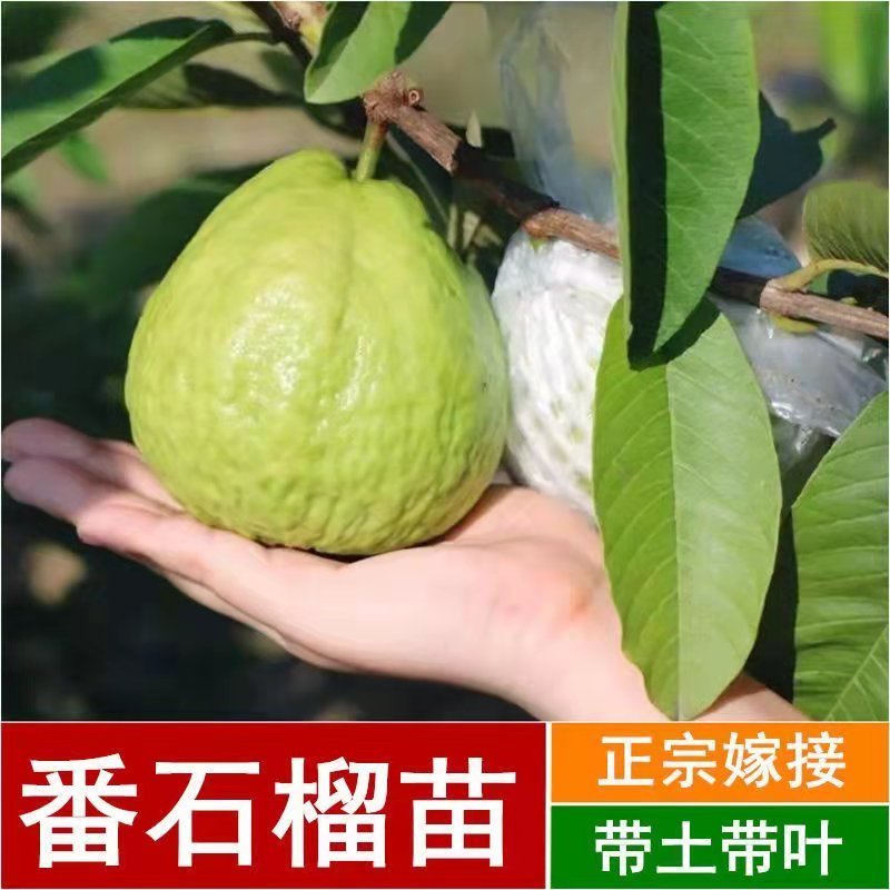 番石榴苗芭乐树苗台湾珍珠番石榴白心红心嫁接苗四季当年带土