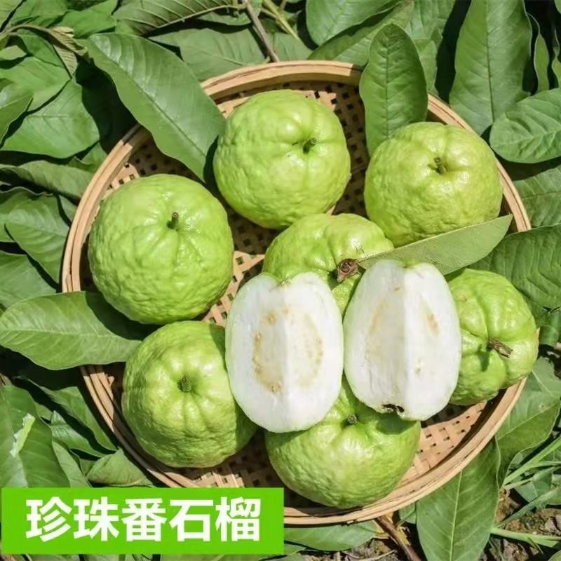 番石榴苗芭乐树苗台湾珍珠番石榴白心红心嫁接苗四季当年带土