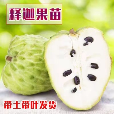释迦果苗正宗台湾嫁接凤梨释迦果树苗番荔枝带土带叶南方种植