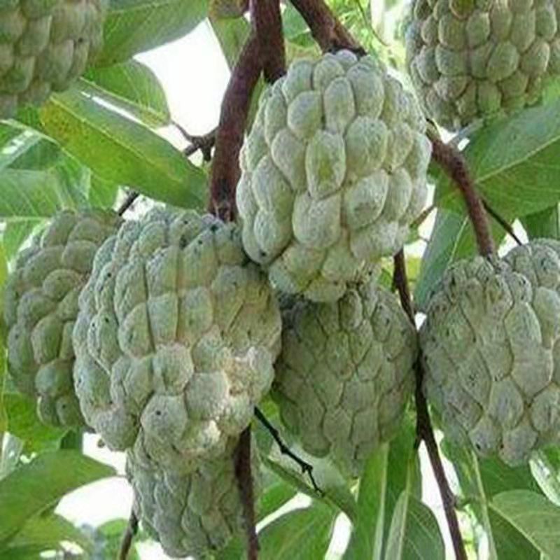 释迦果苗正宗台湾嫁接凤梨释迦果树苗番荔枝带土带叶南方种植