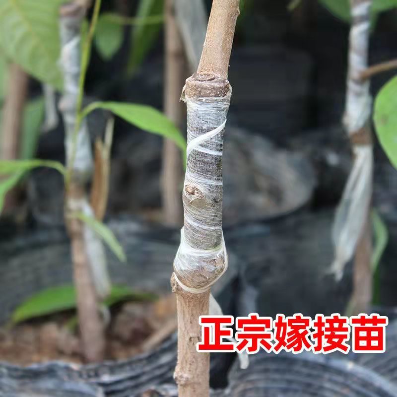 释迦果苗正宗台湾嫁接凤梨释迦果树苗番荔枝带土带叶南方种植