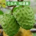释迦果苗正宗台湾嫁接凤梨释迦果树苗番荔枝带土带叶南方种植