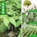 释迦果苗正宗台湾嫁接凤梨释迦果树苗番荔枝带土带叶南方种植