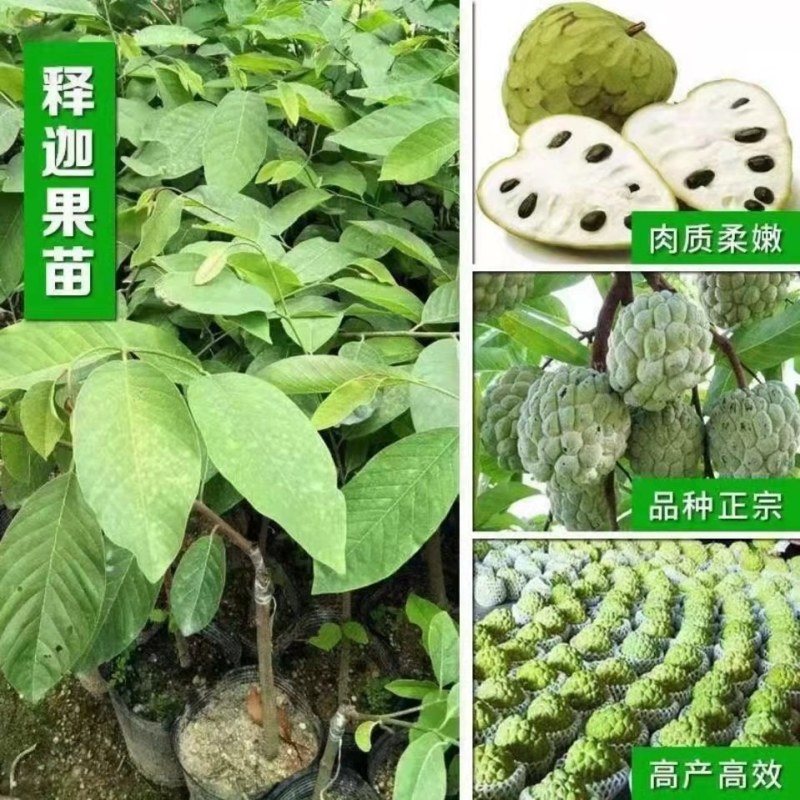 释迦果苗正宗台湾嫁接凤梨释迦果树苗番荔枝带土带叶南方种植