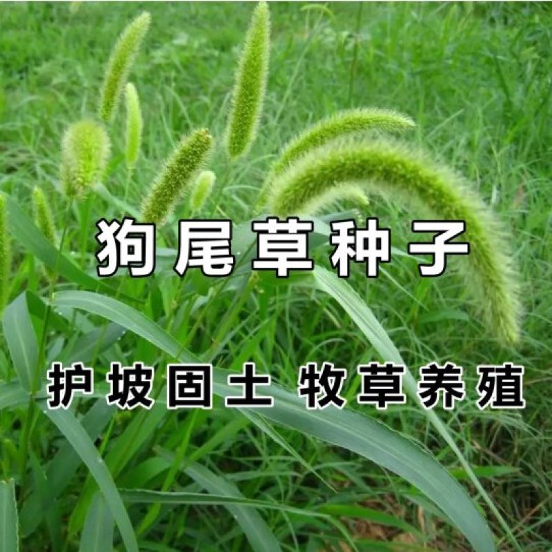 狗尾草种子旱地常见牧草杂草观赏型护坡狗尾巴草叶茵草种籽