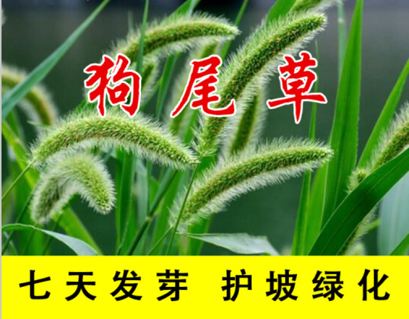 狗尾草种子旱地常见牧草杂草观赏型护坡狗尾巴草叶茵草种籽