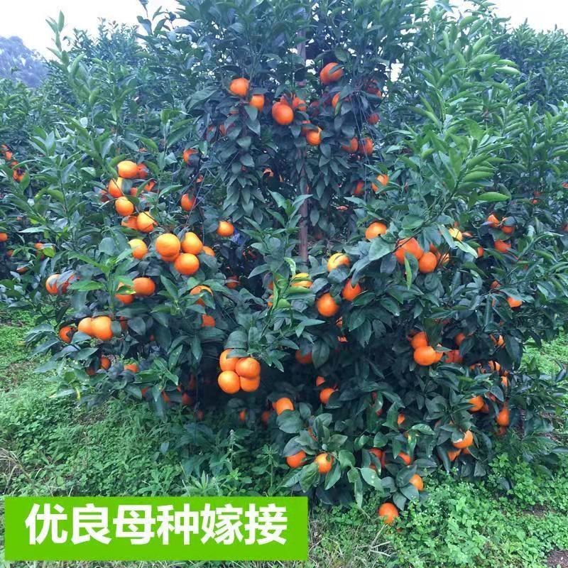 091无核无籽沃柑果苗树苗纯正嫁接橘子盆栽南方种植当