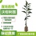 091无核无籽沃柑果苗树苗纯正嫁接橘子盆栽南方种植当