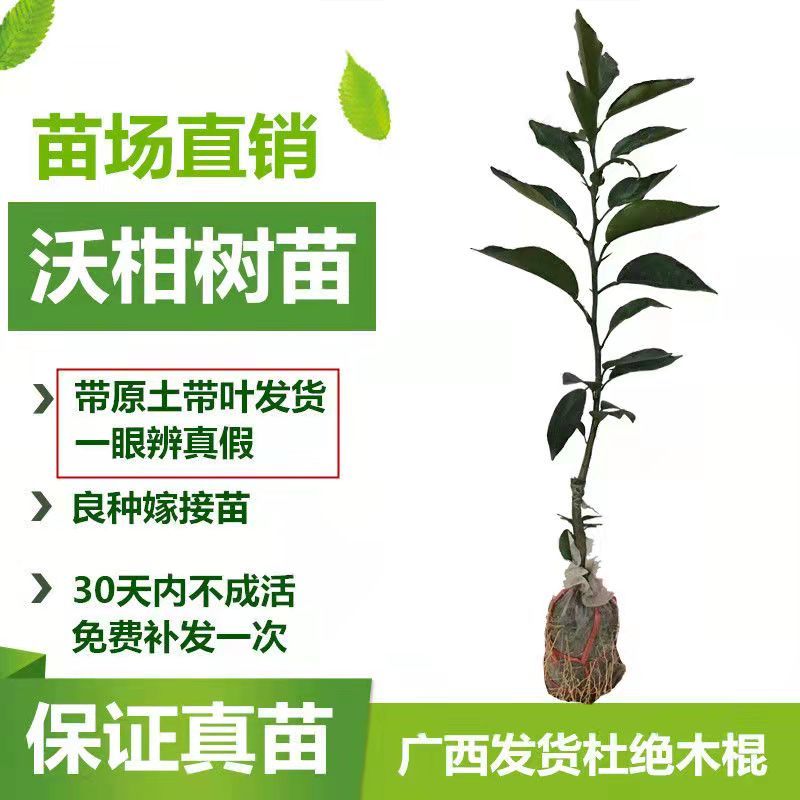 091无核无籽沃柑果苗树苗纯正嫁接橘子盆栽南方种植当