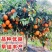 091无核无籽沃柑果苗树苗纯正嫁接橘子盆栽南方种植当