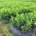091无核无籽沃柑果苗树苗纯正嫁接橘子盆栽南方种植当