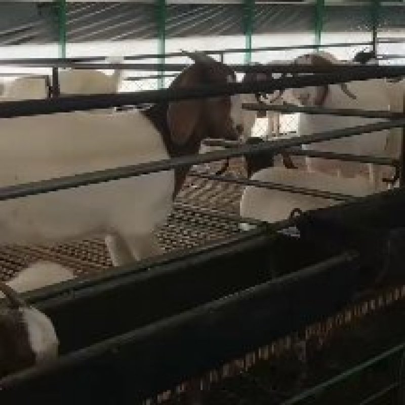 本场常年出售波尔山羊，价格低，质量好，包送到家，货到付款